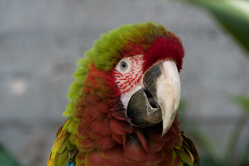 Hybrid Macaw close up in botanic garden, with focus on eyes