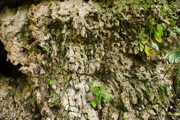 Karst cliff walls with a rough texture overgrown with trees and bushes