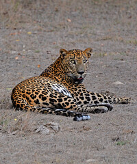 The Sri Lankan leopard (Panthera pardus kotiya) at Wilpaththu National Park
