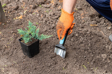 Seasonal works in the garden. Gardener in protective gloves planting juniper plants in the yard...