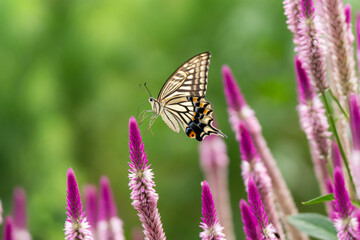 ケイトウの花の蜜を吸うアゲハ蝶