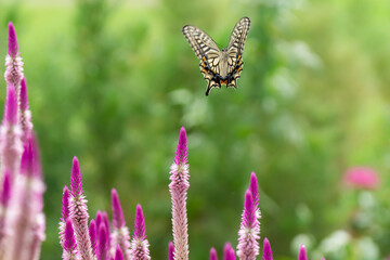 ケイトウの花の蜜を求めて飛ぶアゲハチョウ