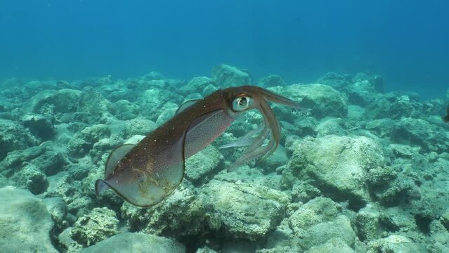 squid school underwater close up cuttlefish big eye Loligo vulgaris cephalopod : Decapodiformes 