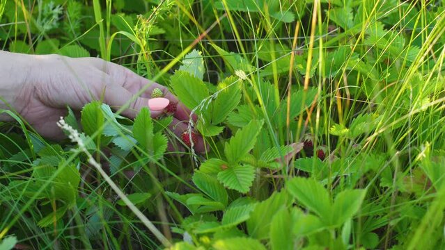 hand of a woman picking strawberries in the grass in the meadow.forest strawberries harvesting in summer.family summer vacation in nature