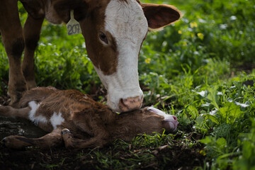 Having recently given birth, a mother cow prods her stillborn calf. The calf is lifeless on the...