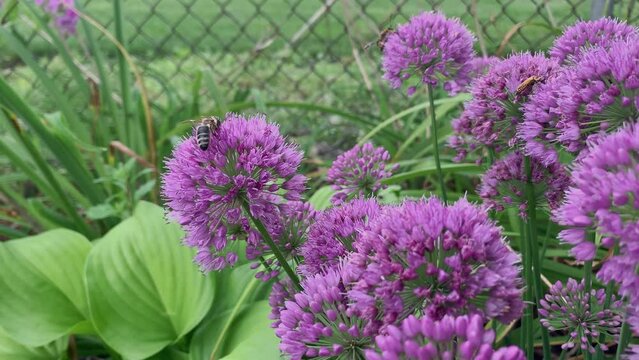 Be collecting pollen on ornamental onion, close up
