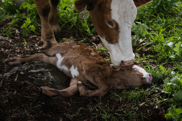 Having recently given birth, a mother cow prods her stillborn calf. The calf is lifeless on the...