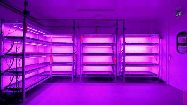 A room with shelves illuminated by ultraviolet lighting is shown.