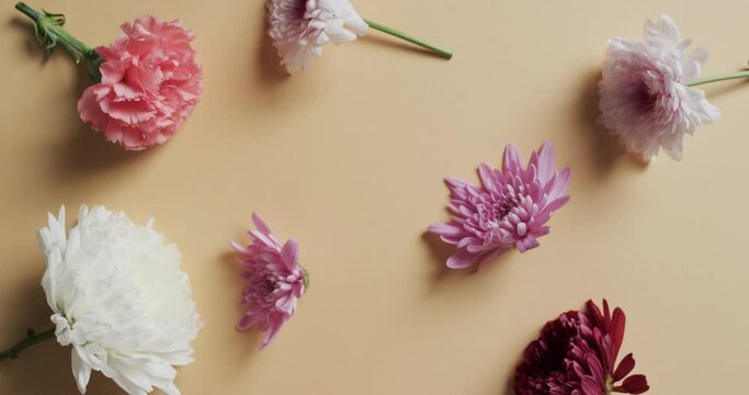 Video of white, red and pink flowers and copy space on yellow background