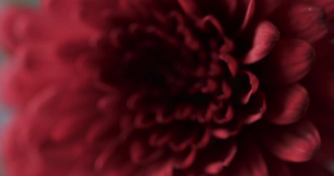 Micro video of close up of red flower with copy space on grey background
