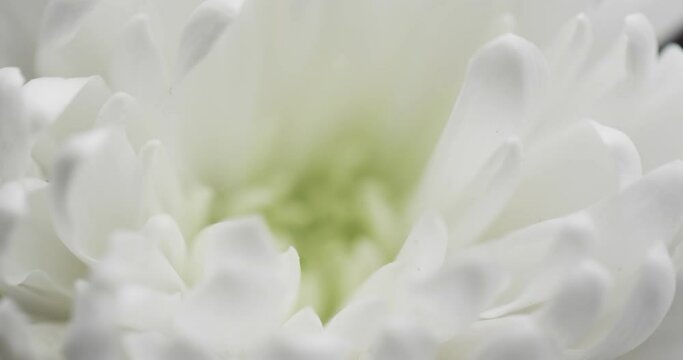Micro video of close up of white flower with copy space on grey background