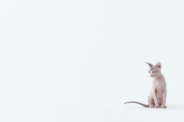 Hairless cat sitting on white backdrop