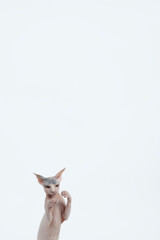 Hairless cat playing against white backdrop