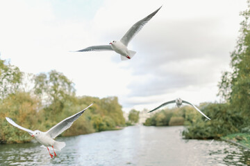 Three seagulls flying towards the camera over St. James Park Lake