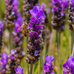 Close-up of honey bee pollinating on flowers