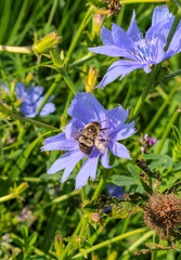 Bumblebee pollenating a chicory bloom