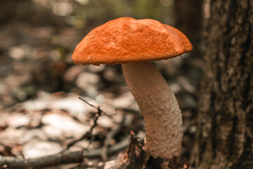 Edible mushrooms Boletus close-up in the forest.