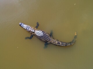Drone shot of an adult American Alligator