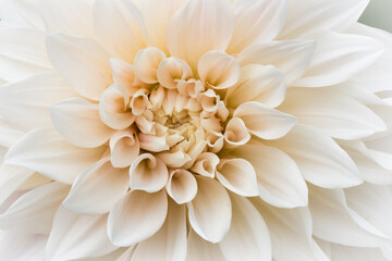 Macro shot of cream-colored dahlia flower. - obrazy, fototapety, plakaty