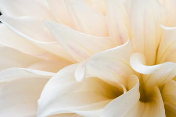 Fototapeta na wymiar Macro shot of cream-colored dahlia flower.