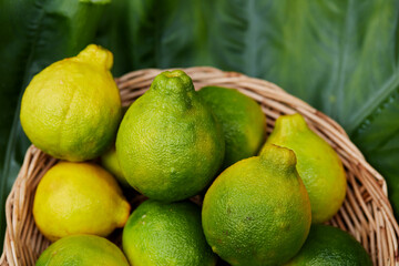 Ripe Neck Orange or Citrus reticulata Blanco fruit in wicker basket