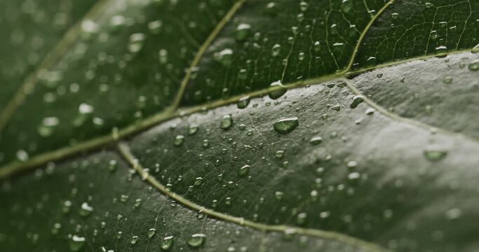 Micro video of close up of leaves and water drops with copy space