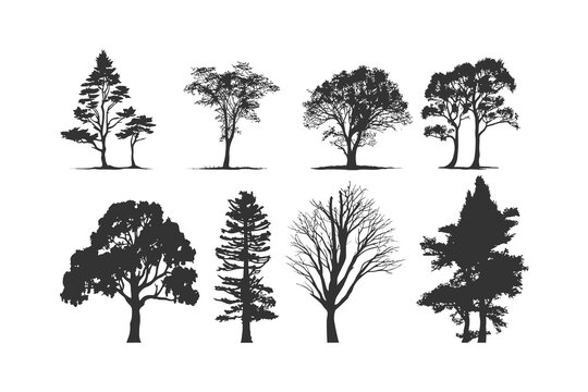 Silhouette tree line drawing set. Vector illustration desing.