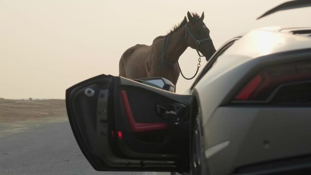 A young woman in a black sports jumpsuit gets out of a premium sports car and walks towards a horse standing on the road.