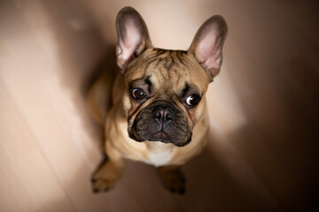 cute french bulldog puppy at home sitting on floor at sunlight