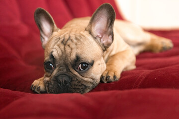 sad cute french bulldog puppy on sofa at home