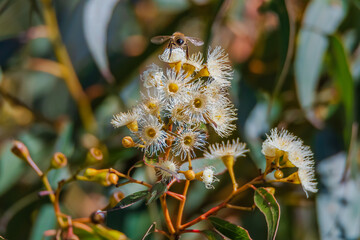 Flowering gum tree with lemon coloured blossoms and honey bee