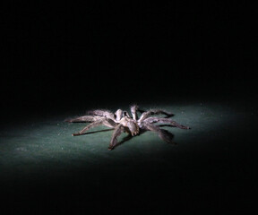 spider