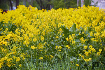 Photograph of bright yellow wild flowers grass
