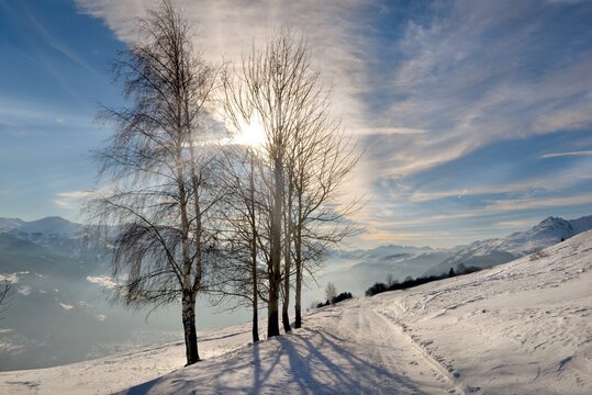 sunny branch of trees in winter in alpine landscape on road covered with snow crossing mountain