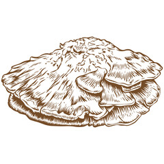 Chicken of the woods mushroom sketch illustration