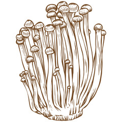 Enoki mushroom sketch illustration