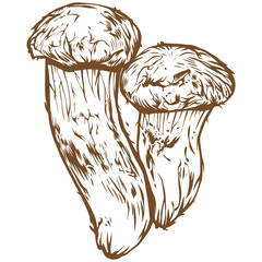 Matsutake mushroom sketch illustration