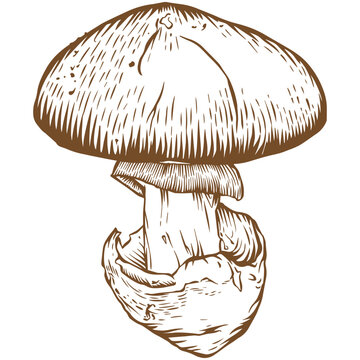 Amanita caesarea mushroom sketch illustration