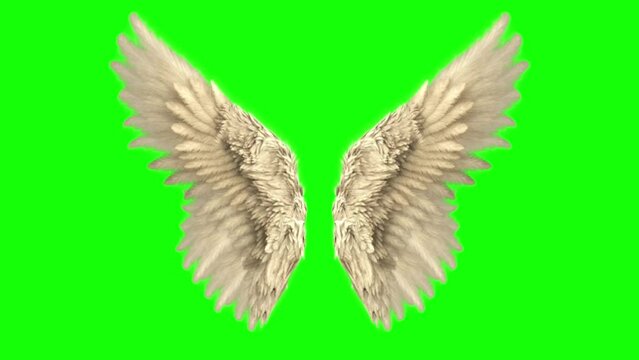 feather angel wings on green screen 