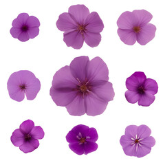 Set of dried pressed flowers. Delicate purple pressed flowers. Pressed flowers isolated. Pressed flowers on a transparent background.