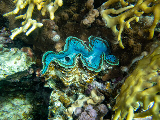 Giant tridacna in the Red Sea coral reef