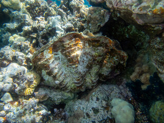 Giant tridacna in the Red Sea coral reef
