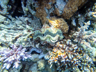 Giant tridacna in the Red Sea coral reef