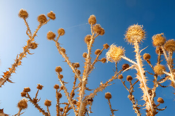 Milk thistle flower plant thorns thorny detail close up