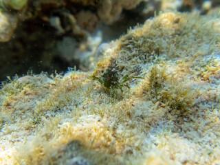 Pugettia gracilis in a Red Sea coral reef
