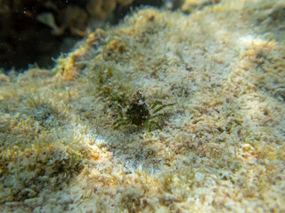 Pugettia gracilis in a Red Sea coral reef