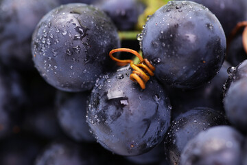Grapes on the vine