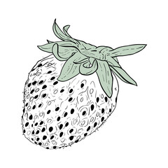 Vector drawing of Strawberries berries hand drawn, isolated vector illustration Fresh berries sketch for packaging design