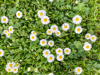 Common daisy