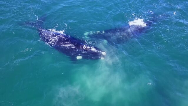 Mating aggregation of Southern Right whales on their annual migration, aerial
